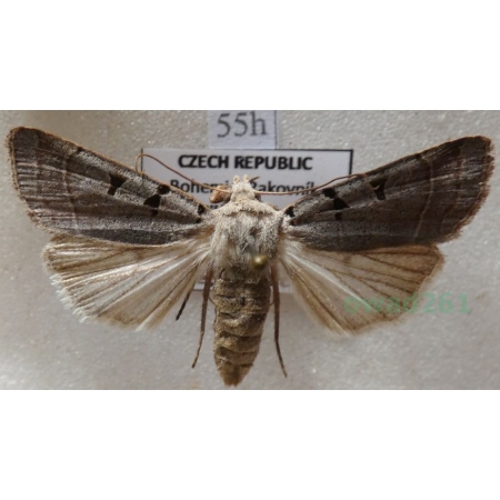 Eugnorisma glareosa (Esper, 1788) Czech55h